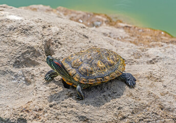 red-eared turtle basking in the sun