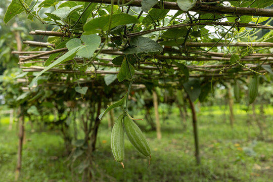 A picture of pointed gourd taken from a village in Bangladesh