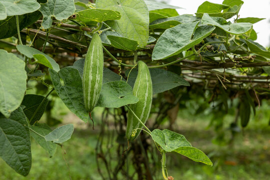 Closeup image of Pointed gourd.In Bangladesh it is known as pot০l.