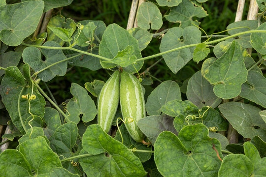 Closeup image of Pointed gourd.In Bangladesh it is known as pot০l.