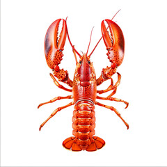 A Single Cooked Lobster with Claws Raised