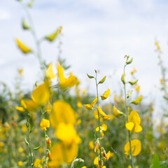 Yellow flowers and beautiful sky with clouds
