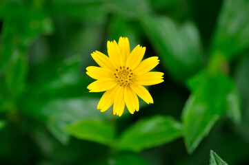 Melampodium divaricatum Rich ex Pers DC or ASTERACEAE COMPOSITAE ,Little Yellow Star