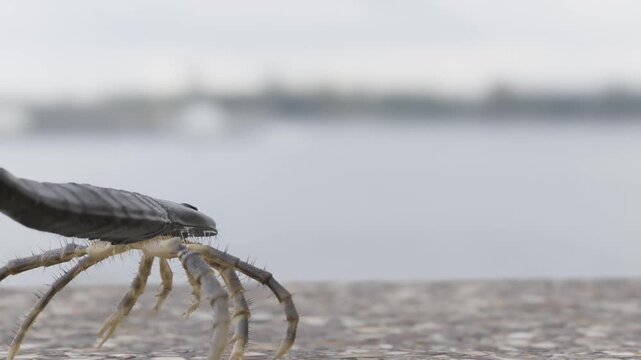 An animation of prehistoric Eurypterid Kokomopterus (Sea Scorpion) walking on a Silurian Period tidal flat 418 million years ago.