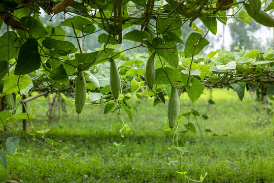 Pointed gourd plant, pointed gourd tree in Bogra, Bangladesh.