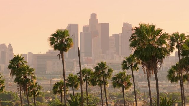 In a lovely sunset, palm trees frame the vibrant cityscape of Downtown Los Angeles. Highrise buildings in the background add to the charming cosmopolitan scene of Californias metropolis