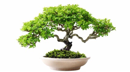 Fototapeta premium tree isolated on white
