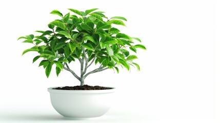 Green leafy potted plant in white pot