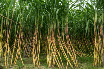 Ripe sugarcane will soon be harvested in the agricultural land of Bangladesh