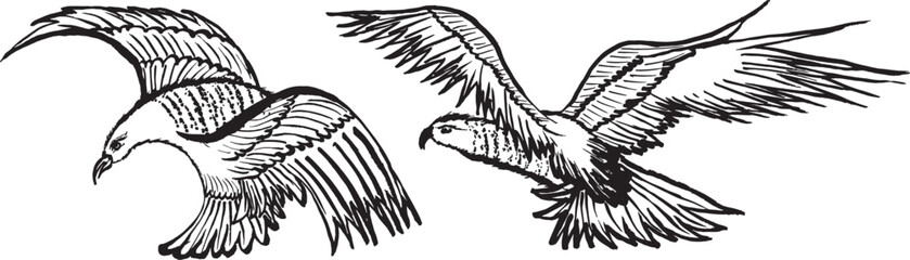 ワシ　鷲　手書きの毛筆イラスト