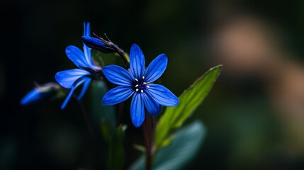  A tight shot of a blue bloom against a backdrop of out-of-focus green foliage