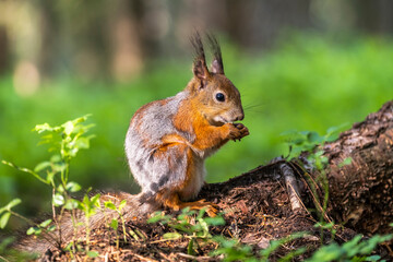 A beautiful squirrel in a forest park in the summer