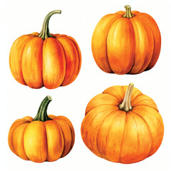 watercolor painting of Pumpkin four collection isolated