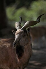 オスのマーコールの横顔のアップ