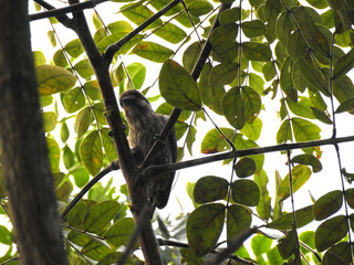 Sunda Pygmy Woodpecker bird on tree