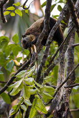Black Giant Squirrel Feeding