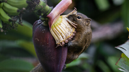 Squirrel Feeds on Banana Heart