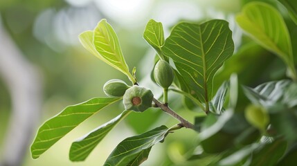 The tropical fig tree, a modest yet widely spread species, thrives in various regions of Asia and extends to southern Australia.