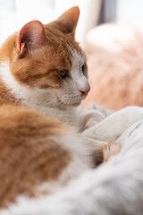 窓辺の猫　茶トラ白