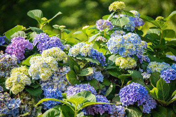 Close-up of beautiful hydrangea bush in the garden