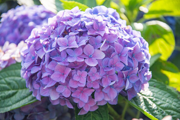 Close-up of beautiful hydrangea bush in the garden