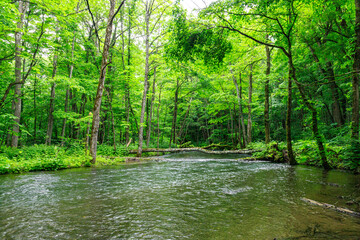 Obraz premium Peaceful Flow of Oirase River Surrounded by Lush Green Forest in Japan, Aomori, Japan