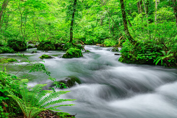 Obraz premium Flowing Waters of Oirase River Through Aomori's Verdant Forest