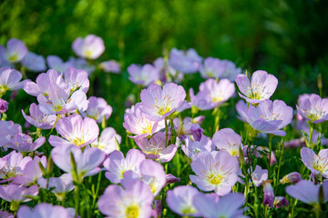 Close-up of Pink Evening Primrose, Oenothera speciosa