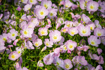 Naklejka premium Close-up of Pink Evening Primrose, Oenothera speciosa