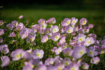 Obraz premium Close-up of Pink Evening Primrose, Oenothera speciosa