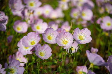 Close-up of Pink Evening Primrose, Oenothera speciosa