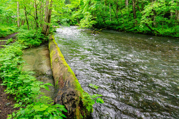 Obraz premium Mossy Pathway Along Oirase Gorge Stream, Aomori, Japan