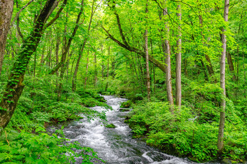 Obraz premium Flowing Waters of Oirase River Through Aomori's Verdant Forest, Japan
