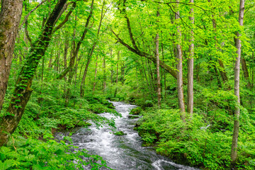 Tranquil Stream Meandering Through Verdant Forest Landscape, Oirase River, Aomori, Japan