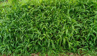 green grass background