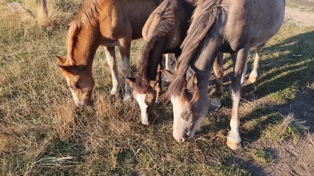 3 HORSES IN THE PASTURE EATING