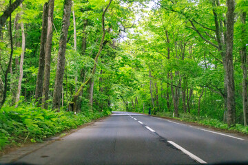 Obraz premium A Serene Journey Through the Verdant Forest Road