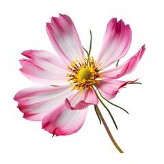 Pink Cosmos Flower Isolated on White Background