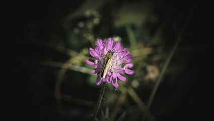 Sonnenblumen, Pferden und Grashupfern Schmetterlingen Blumen