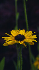 Sonnenblumen, Pferden und Grashupfern Schmetterlingen Blumen