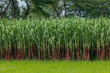 Sugarcane fields are green and fresh in monsoon. Sugarcane is very sweet to eat.