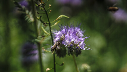 Sonnenblumen, Pferden und Grashupfern Schmetterlingen Blumen