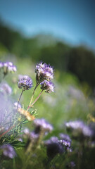 Sonnenblumen, Pferden und Grashupfern Schmetterlingen Blumen