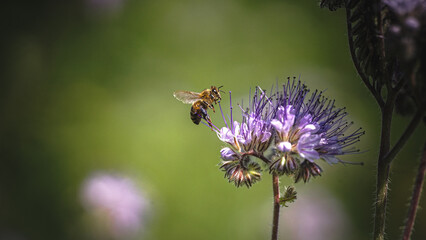 Sonnenblumen, Pferden und Grashupfern Schmetterlingen Blumen
