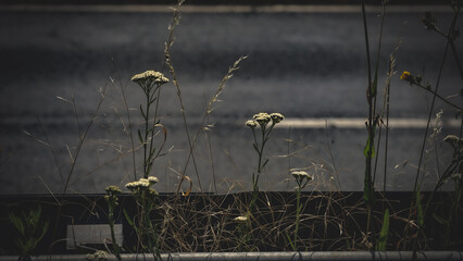 Sonnenblumen, Pferden und Grashupfern Schmetterlingen Blumen