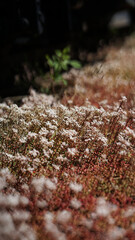 Sonnenblumen, Pferden und Grashupfern Schmetterlingen Blumen