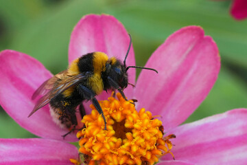 Colorful closeup on the European small garden bumblebee, Bombus pratorum on a pink flower in the...