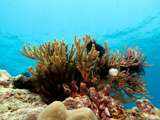 Rumphella Aggregata coral in a shallow reef Boracay Island Philippines