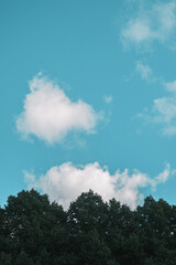 Fluffy Clouds Over Forest Trees. White space for text