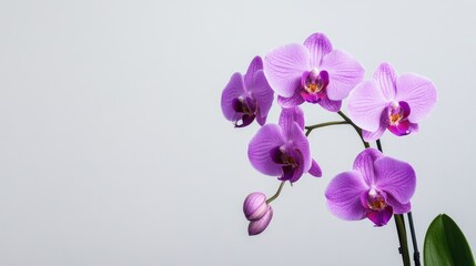 Naklejka premium A purple orchid blooming beautifully in a minimalist modern space, showcasing its vibrant color and elegance.